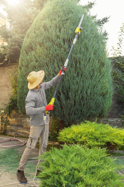 Best Tree Clearing Services  in Medina, WA